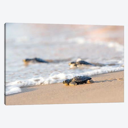 Kemp's Ridley Sea Turtle hatchling I Canvas Print #LDI10} by Larry Ditto Canvas Art Print