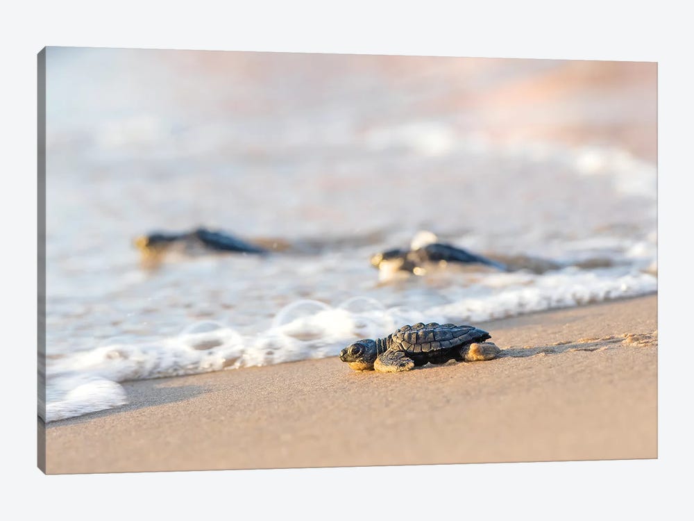 Kemp's Ridley Sea Turtle hatchling I by Larry Ditto 1-piece Art Print