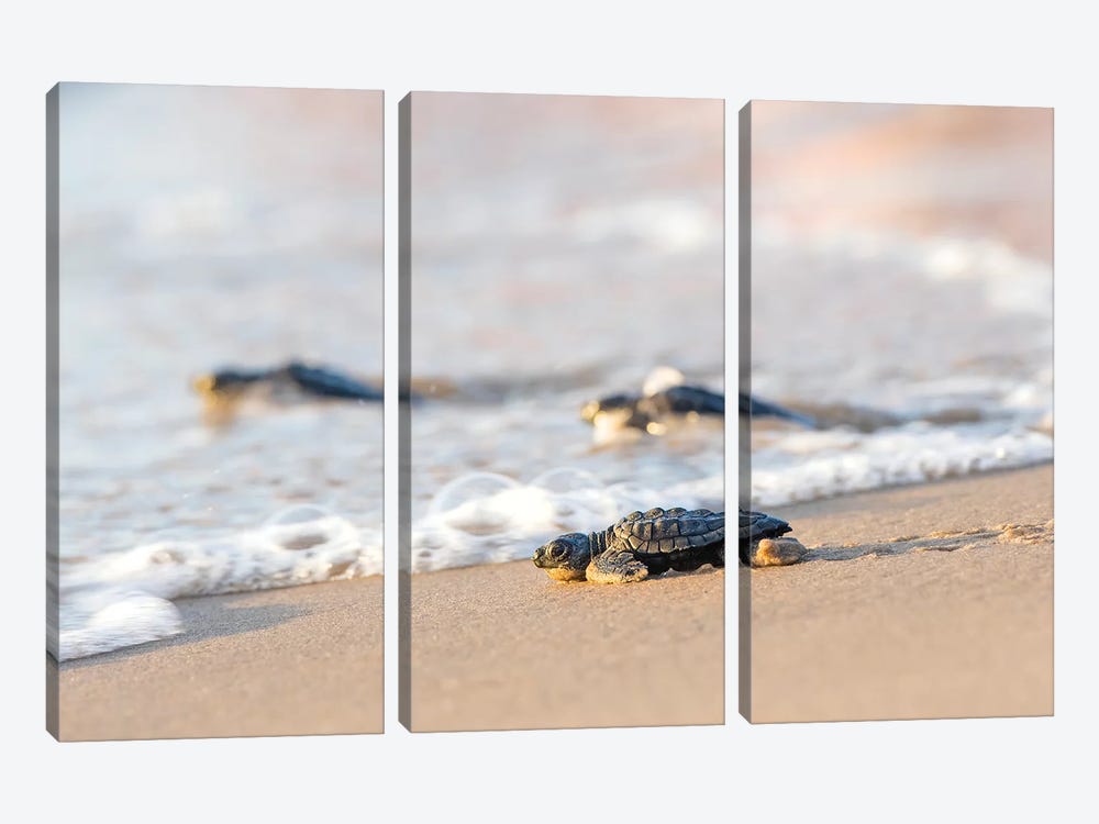 Kemp's Ridley Sea Turtle hatchling I by Larry Ditto 3-piece Canvas Art Print