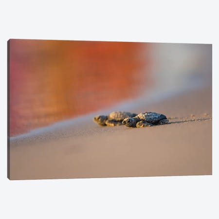 Kemp's Ridley Sea Turtle hatchling II Canvas Print #LDI11} by Larry Ditto Art Print