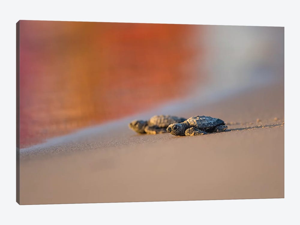 Kemp's Ridley Sea Turtle hatchling II by Larry Ditto 1-piece Canvas Wall Art