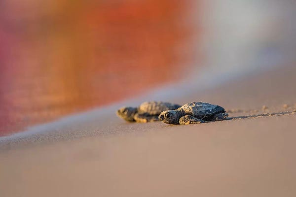 Larry Ditto: Kemp's Ridley Sea Turtle hatchling II by Larry Ditto