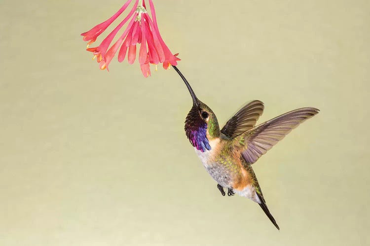 Lucifer Hummingbird, Calothorax Lucifer, feeding