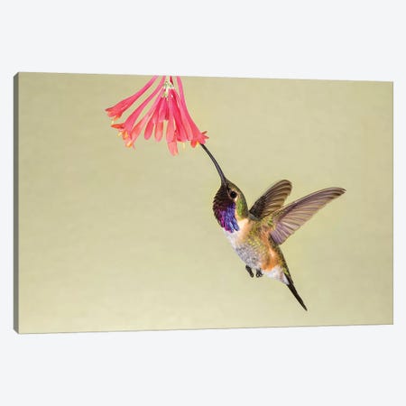 Lucifer Hummingbird, Calothorax Lucifer, feeding Canvas Print #LDI12} by Larry Ditto Canvas Print
