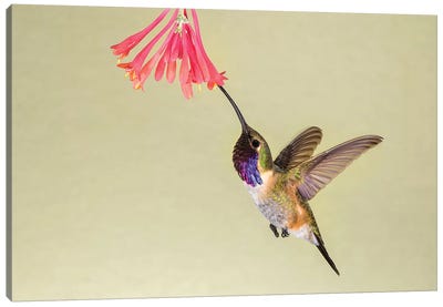 Lucifer Hummingbird, Calothorax Lucifer, feeding Canvas Art Print