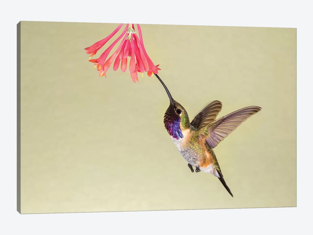 Lucifer Hummingbird, Calothorax Lucifer, feeding by Larry Ditto 1-piece Canvas Art Print