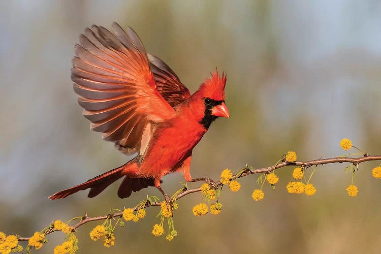 Northern Cardinal male landing on huisache branch