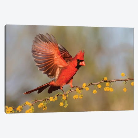 Northern Cardinal male landing on huisache branch Canvas Print #LDI13} by Larry Ditto Art Print