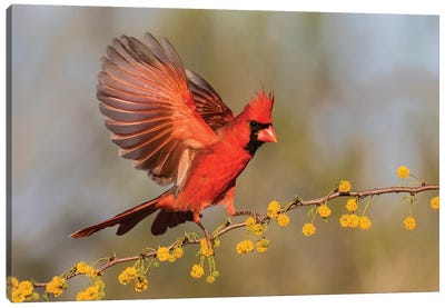 Northern Cardinal male landing on huisache branch Canvas Art Print