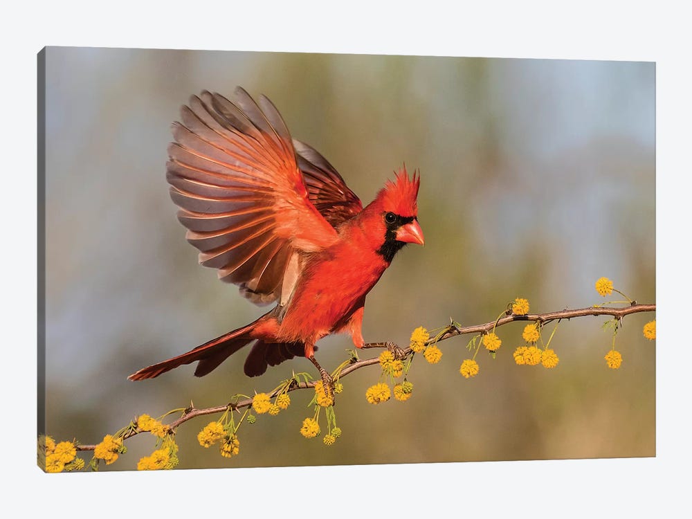 Northern Cardinal male landing on huisache branch by Larry Ditto 1-piece Canvas Art
