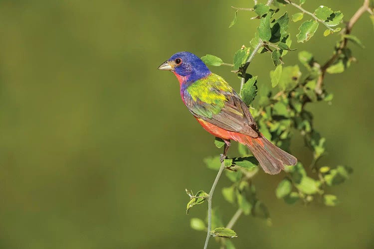 Painted Bunting, Passerina ciris, male perched in bush