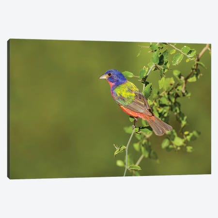 Painted Bunting, Passerina ciris, male perched in bush Canvas Print #LDI14} by Larry Ditto Canvas Art