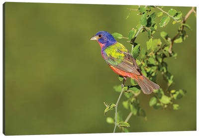 Painted Bunting, Passerina ciris, male perched in bush Canvas Art Print