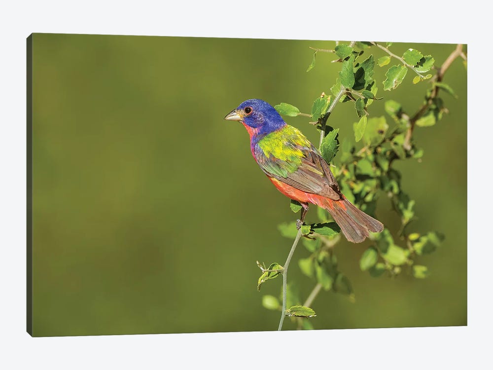 Painted Bunting, Passerina ciris, male perched in bush by Larry Ditto 1-piece Art Print