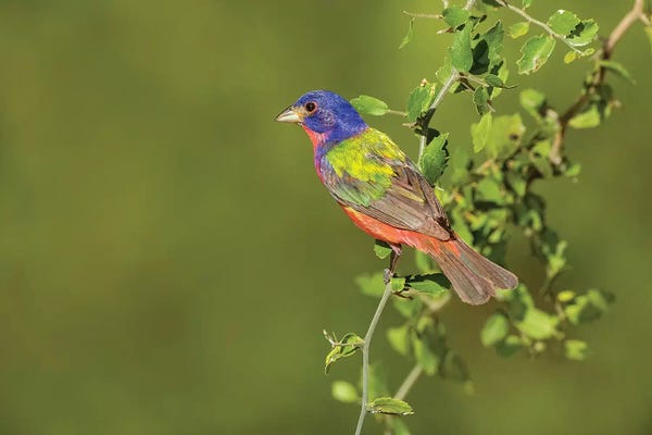 Larry Ditto: Painted Bunting, Passerina ciris, male perched in bush by Larry Ditto