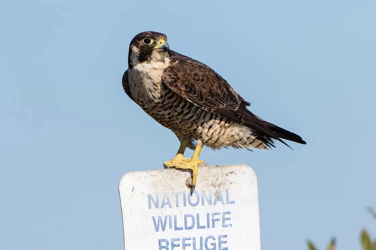 Peregrine Falcon, Falcon peregrinus, perched