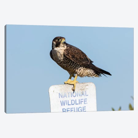 Peregrine Falcon, Falcon peregrinus, perched Canvas Print #LDI15} by Larry Ditto Canvas Art