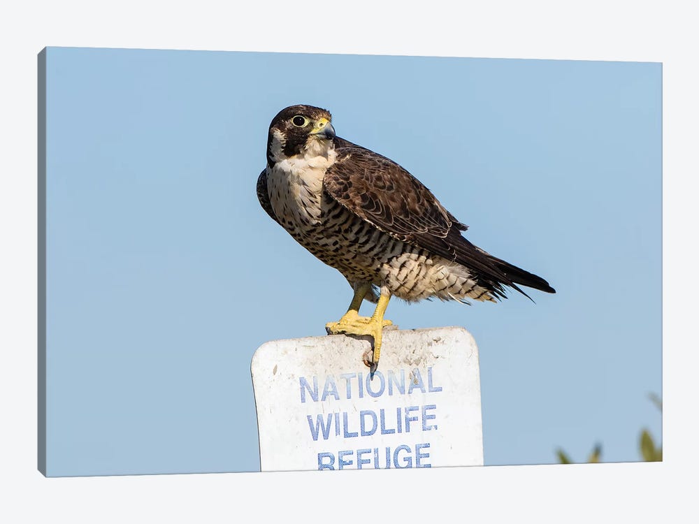 Peregrine Falcon, Falcon peregrinus, perched by Larry Ditto 1-piece Canvas Artwork