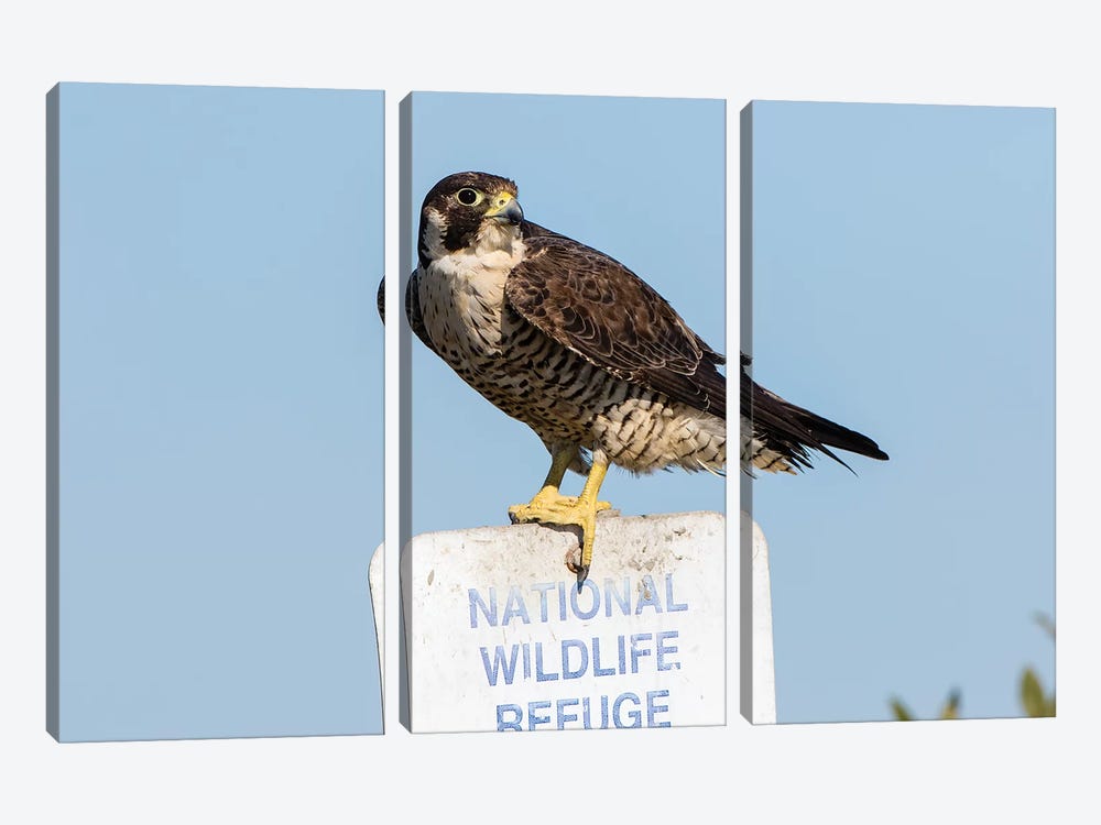 Peregrine Falcon, Falcon peregrinus, perched by Larry Ditto 3-piece Canvas Artwork