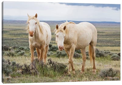 Wild Palomino Horses Roaming The Prairie, Cody, Park County, Wyoming, USA Canvas Art Print - Danita Delimont Photography