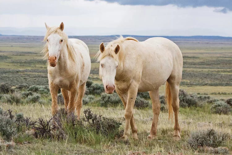 Wild Palomino Horses Roaming The Prairie, Cody, Park County, Wyoming, USA