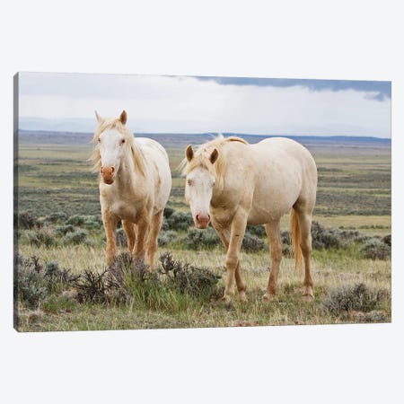 Wild Palomino Horses Roaming The Prairie, Cody, Park County, Wyoming, USA Canvas Print #LDI1} by Larry Ditto Canvas Artwork