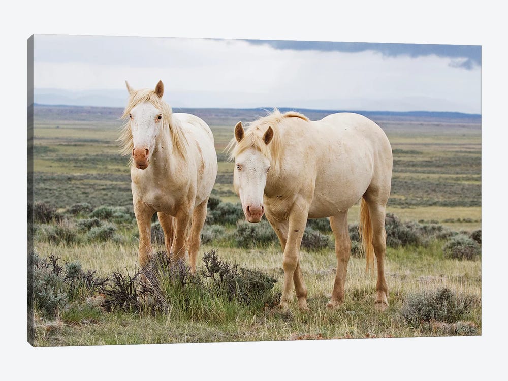 Wild Palomino Horses Roaming The Prairie, Cody, Park County, Wyoming, USA by Larry Ditto 1-piece Art Print