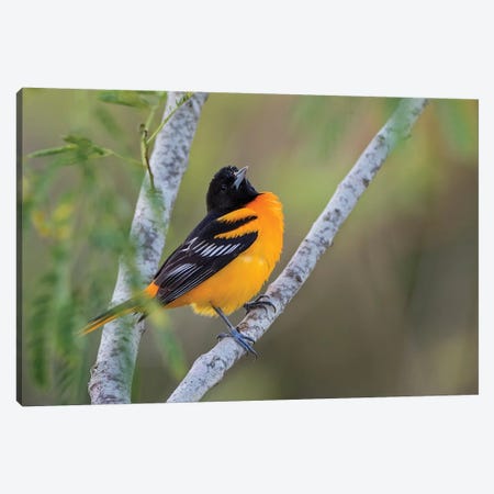 Baltimore Oriole (Icterus galbula) adult perched Canvas Print #LDI20} by Larry Ditto Canvas Artwork
