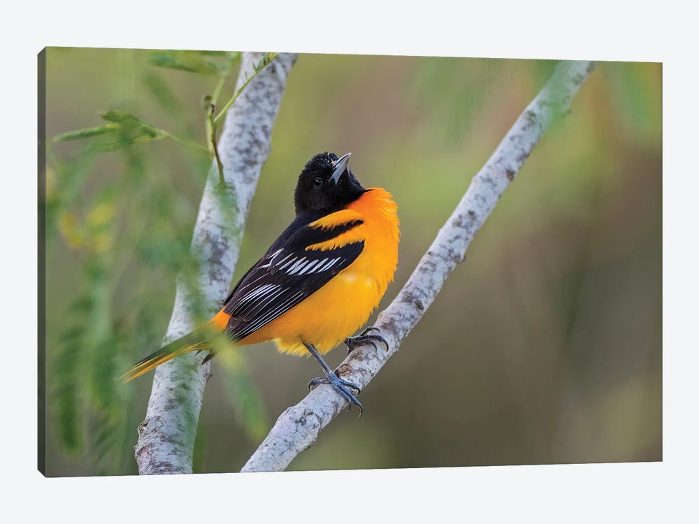 Baltimore Oriole (Icterus galbula) adult perched by Larry Ditto 1-piece Canvas Wall Art