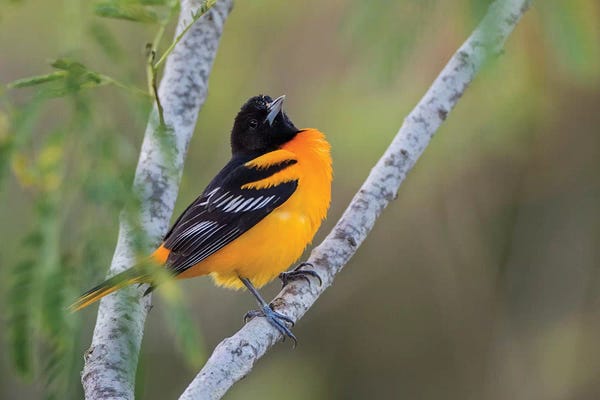 Maryland: Baltimore Oriole (Icterus galbula) adult perched by Larry Ditto