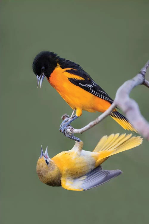 Baltimore Orioles (Icterus galbula) adults fighting