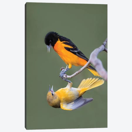 Baltimore Orioles (Icterus galbula) adults fighting Canvas Print #LDI21} by Larry Ditto Canvas Art