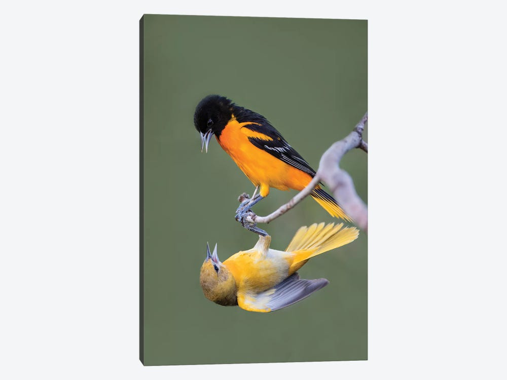 Baltimore Orioles (Icterus galbula) adults fighting by Larry Ditto 1-piece Canvas Print