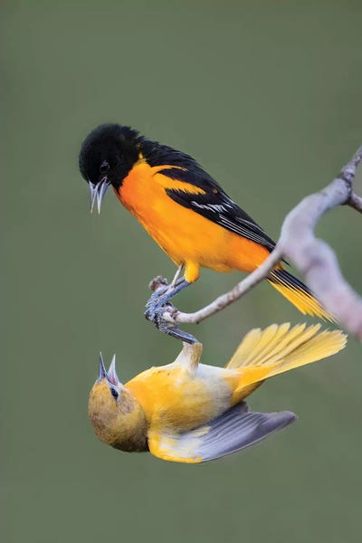 Baltimore Orioles (Icterus galbula) adults fighting