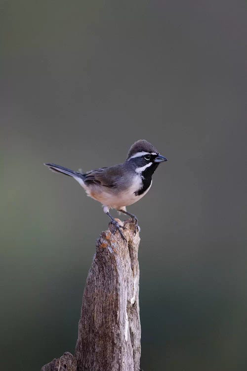 Black-throated Sparrow (Amphispiza bilineata) adult perched