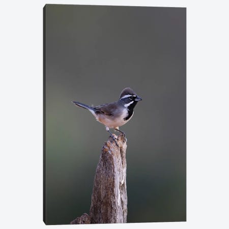 Black-throated Sparrow (Amphispiza bilineata) adult perched Canvas Print #LDI22} by Larry Ditto Canvas Wall Art