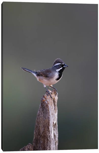 Black-throated Sparrow (Amphispiza bilineata) adult perched Canvas Art Print