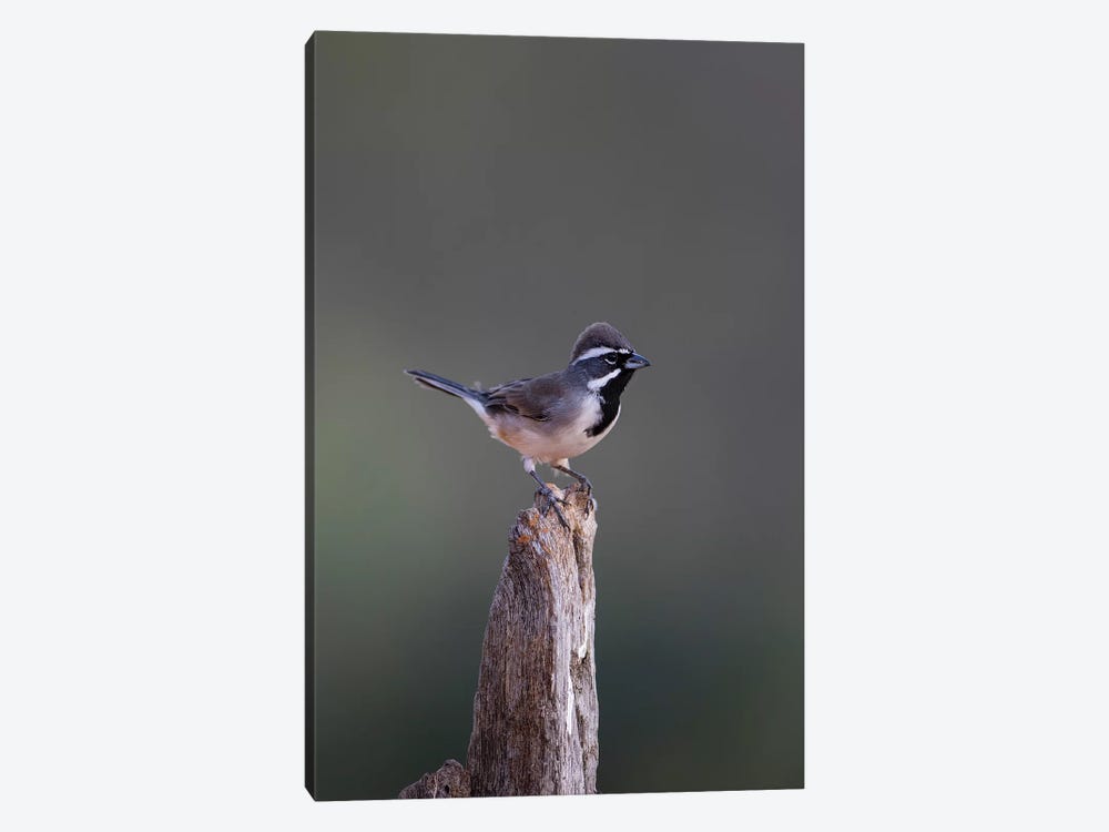 Black-throated Sparrow (Amphispiza bilineata) adult perched by Larry Ditto 1-piece Canvas Art