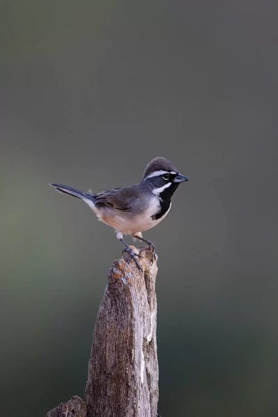 Larry Ditto: Black-throated Sparrow (Amphispiza bilineata) adult perched by Larry Ditto