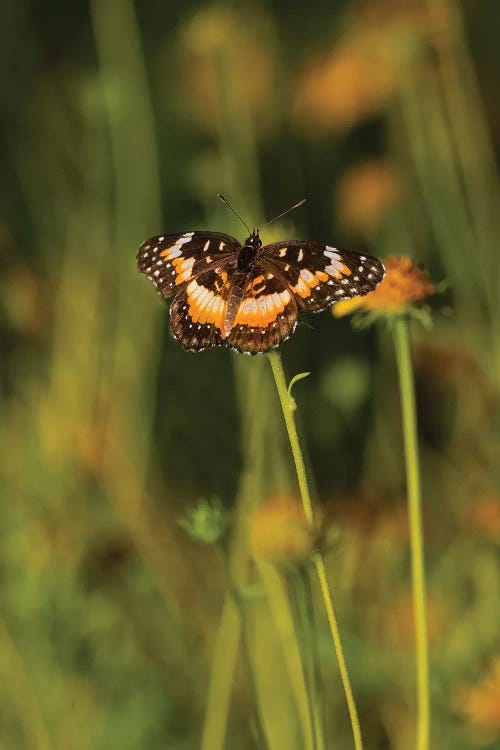 Bordered Patch (Chlosyne lacinia) butterfly perched on flower.