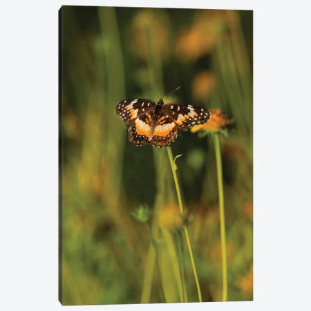 Bordered Patch (Chlosyne lacinia) butterfly perched on flower. Canvas Print #LDI23} by Larry Ditto Canvas Art