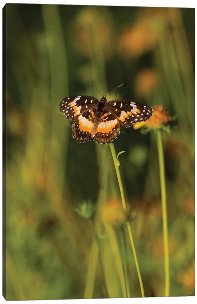 Bordered Patch (Chlosyne lacinia) butterfly perched on flower. Canvas Art Print