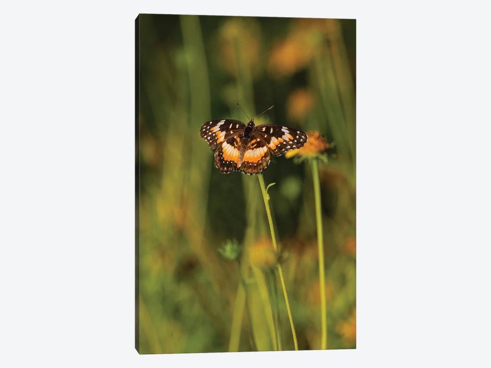 Bordered Patch (Chlosyne lacinia) butterfly perched on flower. by Larry Ditto 1-piece Canvas Art Print