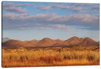 Bosque del Apache National Wildlife Refuge, Socorro County, New Mexico, USA Canvas Art Print