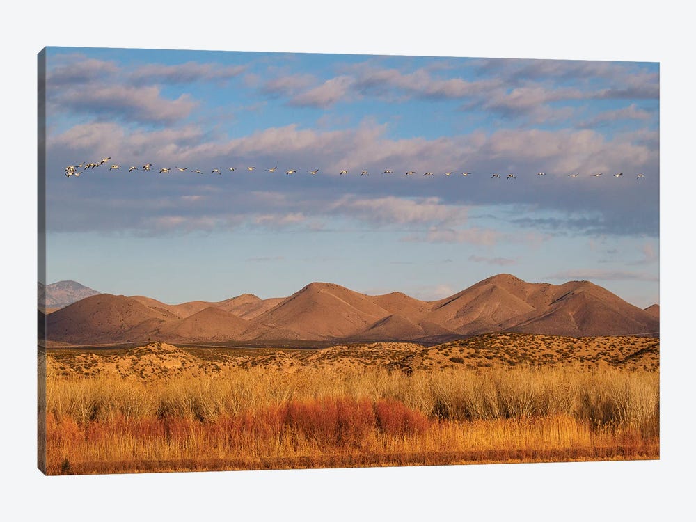 Bosque del Apache National Wildlife Refuge, Socorro County, New Mexico, USA by Larry Ditto 1-piece Canvas Wall Art