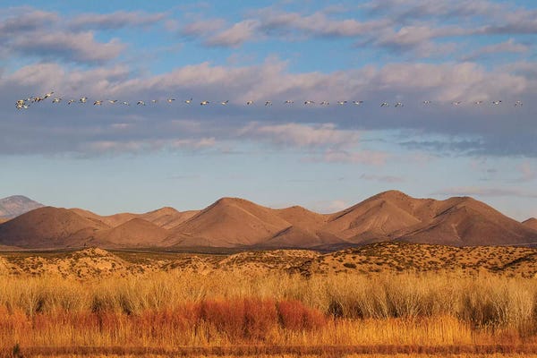 New Mexico: Bosque del Apache National Wildlife Refuge, Socorro County, New Mexico, USA by Larry Ditto