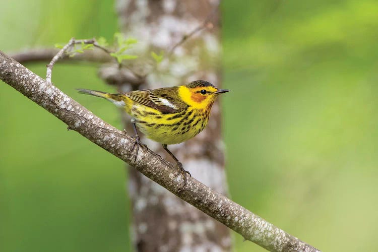 Cape May warbler (Dendroica tigrina) male foraging.