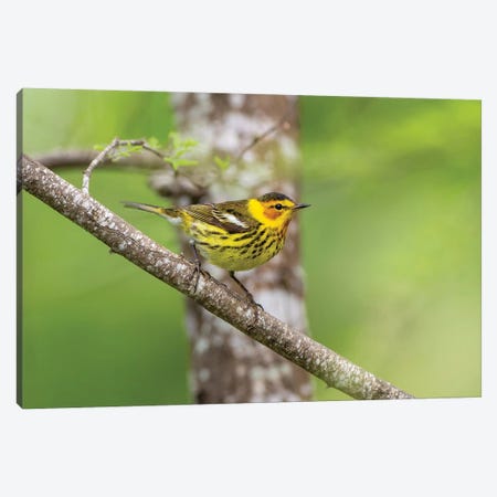 Cape May warbler (Dendroica tigrina) male foraging. Canvas Print #LDI25} by Larry Ditto Canvas Print