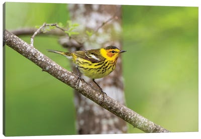 Cape May warbler (Dendroica tigrina) male foraging. Canvas Art Print