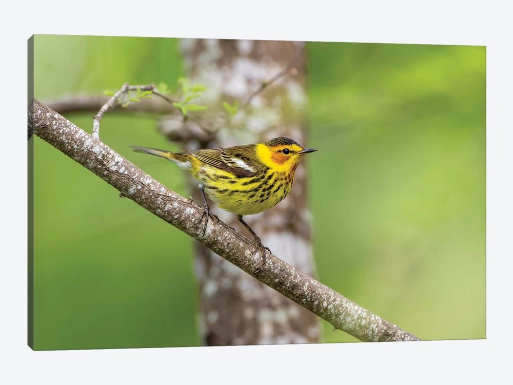 Cape May warbler (Dendroica tigrina) male foraging. by Larry Ditto 1-piece Art Print